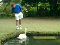 steve and swans